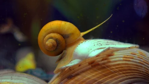 Golden ampularia snail crawl on clam shells in transparent aquarium water  스톡 동영상 98703553