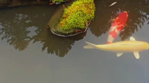 Golden and Red Koi Fish Gliding Beside Mossy Rocks Stock Footage 339749349