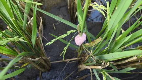 Golden apple snail eggs cluster on rice plant stalk in field. Stock Photos
