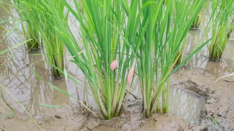 Golden apple snail eggs Stock Footage 55577400