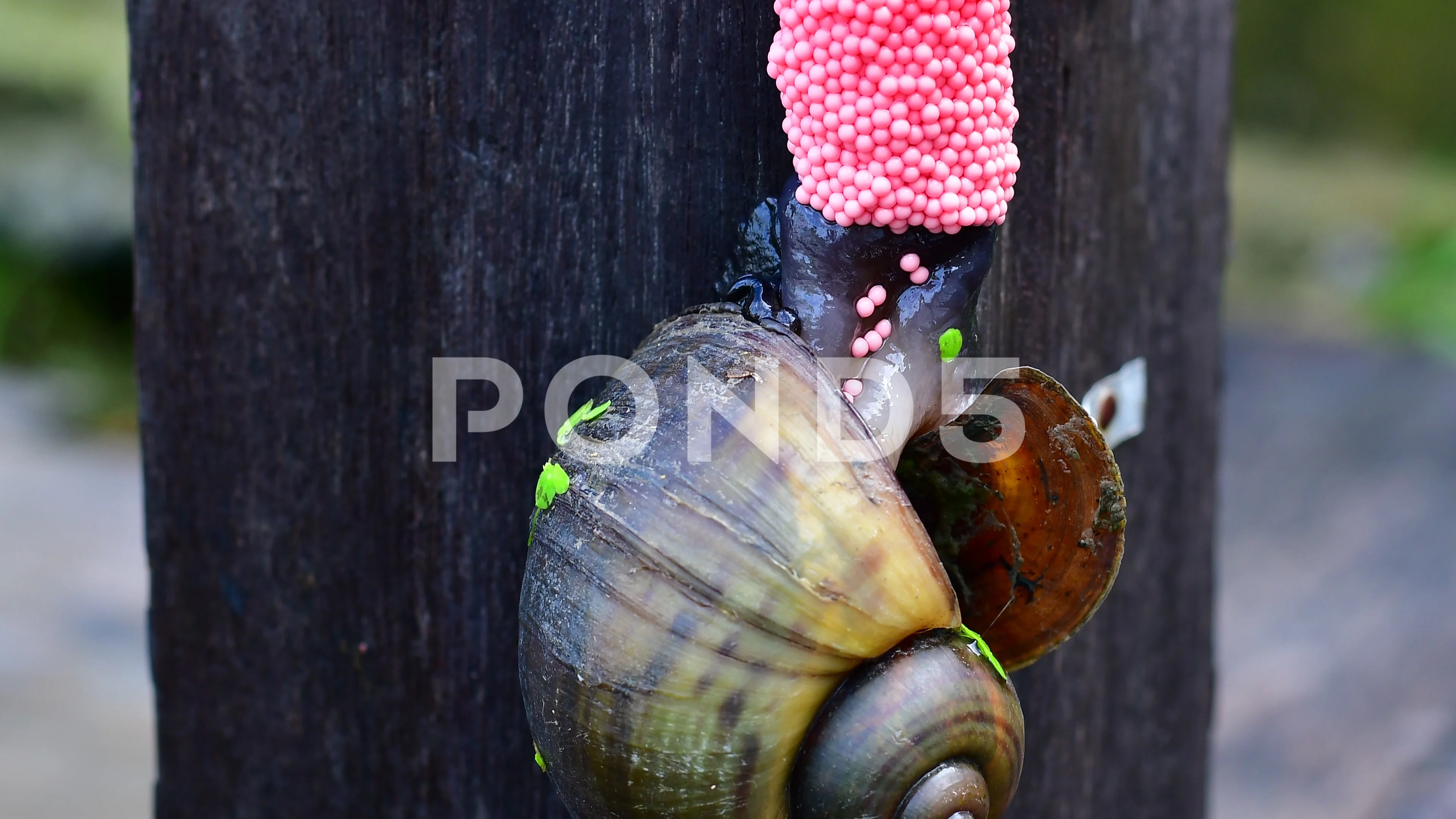 Golden Apple Snail Spawning Egg Stock Video Pond5