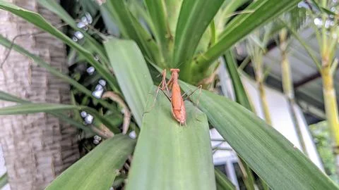 A golden Asian jumping grasshopper Stock Photos