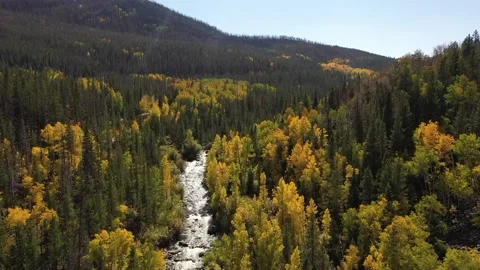 Golden Aspens in the Fall Stock Footage