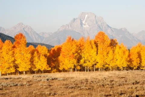 Golden aspens in fall Foto stock