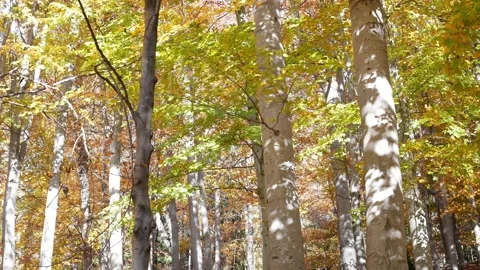 Golden autumn in the beech forest. Leaf fall. Stock Footage 224950669