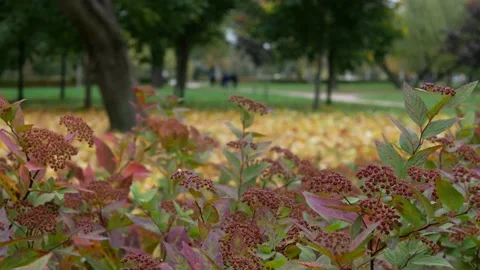 Golden autumn - colorful leaves on the trees. Video stock 166350407