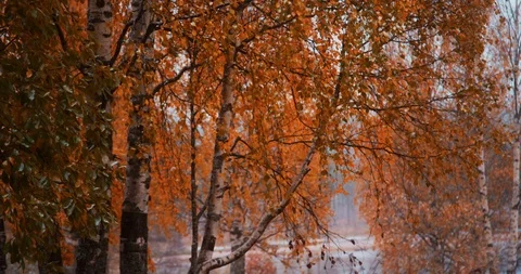Golden autumn. The first snow at the end of autumn. Red camera. Stock Footage