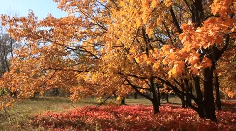 Golden autumn Stock Footage