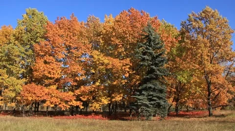 Golden autumn Stock Footage