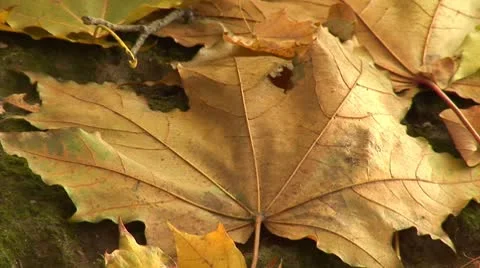 Golden autumn Stock Footage 8920353
