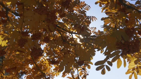 Golden Autumn Stock Footage 162480926