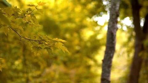 Golden autumn forest background Stock Footage 133658506