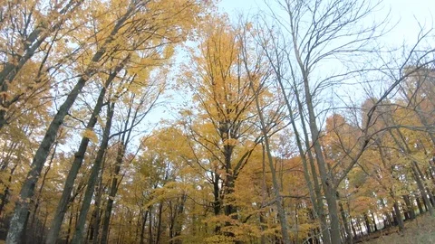 Golden Autumn Forest Canopy Tracking Shot Stock Footage