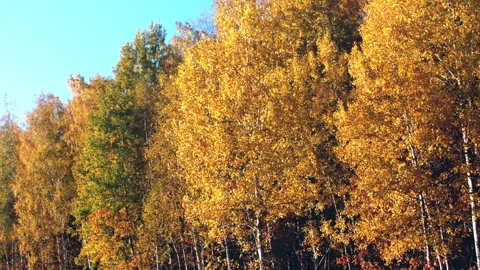 Golden Autumn Forest Stock Footage 150473575