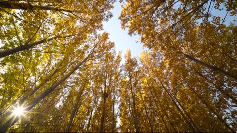 Golden Autumn Forest 库存影片 343812074