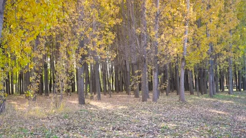Golden Autumn Forest Stock-Footage 343813148