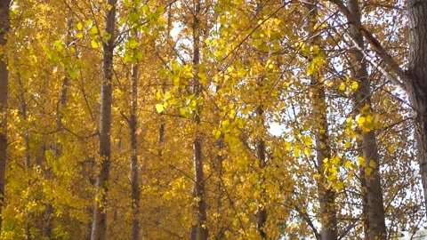 Golden Autumn Forest Видео 343813732