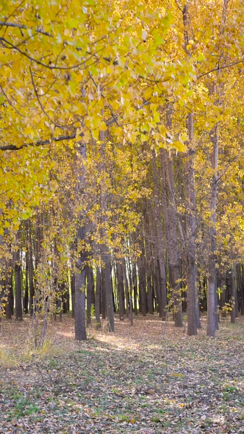 Golden Autumn Forest Видео 343813762