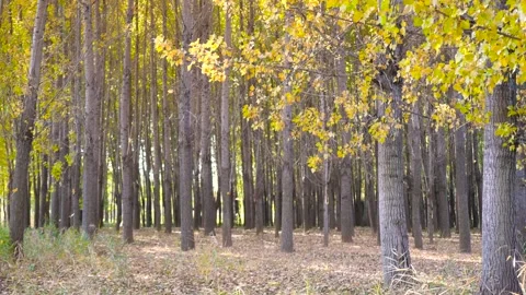 Golden Autumn Forest Stock Footage 343813893
