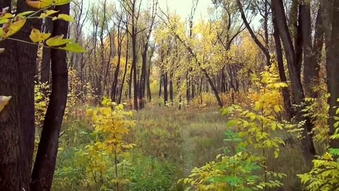 Golden Autumn Forest Path with Sunlight Stock Footage 346189893