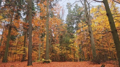 Golden Autumn Forest Path with Vibrant Foliage Stock Footage 289732992