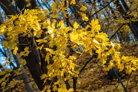 Golden Autumn Forest Tree Yellow Leafs Stock Photos