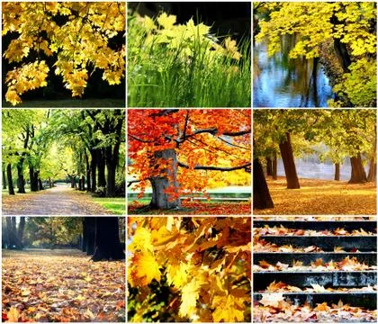 Golden autumn Stock Illustration