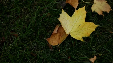 Golden autumn, leaf fall. Stock Footage 141462077