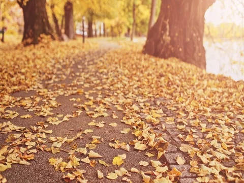 Golden Autumn Leaves Landscape. 4K DOLLY SHOT. Stock Footage