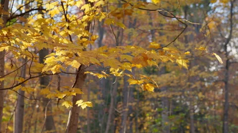Golden Autumn Leaves on Maple Tree Branch in Sunlit Forest Stock Footage 345555748