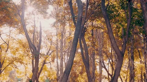 Golden Autumn Light Filtering Through Tall Cedar Forest Canopy in Radiant Beams Video stock 341916464