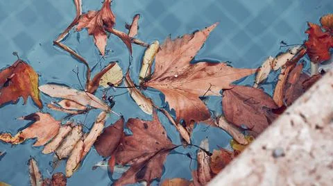 Golden autumn maple leaf lying in a pool -abstract background Stock Photos