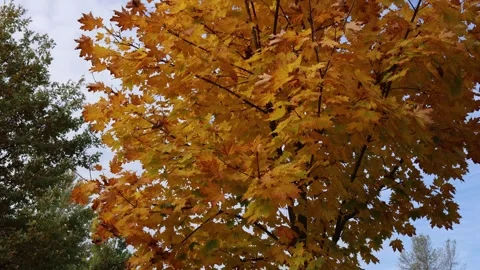 Golden autumn maple tree with bright yellow and orange leaves glowing in soft da Stock Footage 319842034