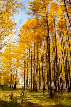 Golden Autumn in Mokrousovo Stock Photos