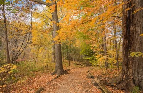 Golden autumn Stock Photos