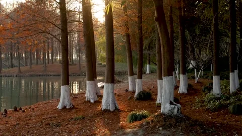 Golden Autumn Sunlight Filtering Through Lakeside Forest with Painted Trees Stock Footage 340006496