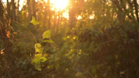 Golden autumn sunset rays illuminate trees creating a warm relaxing  Stock Footage 342340985