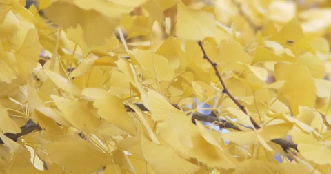 Golden autumn tree close up Stock Footage 58035544