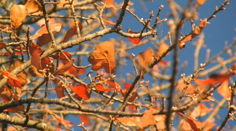 Golden autumn tree Stock Footage 842965