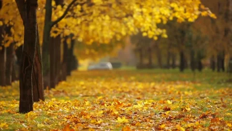 Golden Autumn Tree Lined Path Stock Footage 346189891