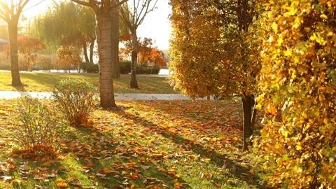 Golden Autumn trees. Stock Footage 164334958