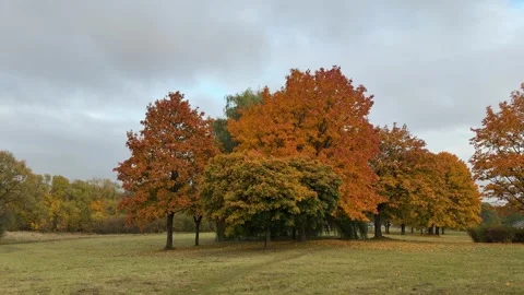 Golden autumn trees stand tall against a clear blue sky Stock Footage 319519341
