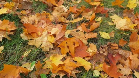 Golden autumn4 Stock Footage 88997256