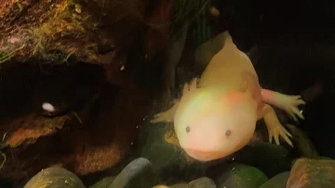 Golden axolotl Stock Footage 345278373