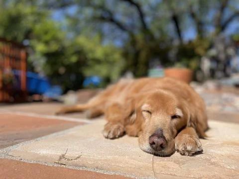 Golden in the back yard 2 Stock Photos