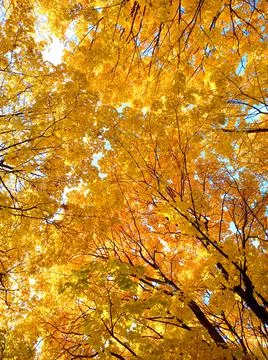 Golden background of maple branches with bright colorful autumn leaves Stock Photos
