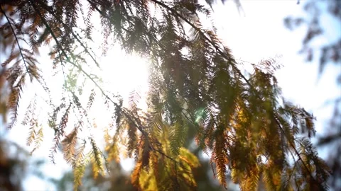 Golden Backlight On Cedar Needles 4K Slow Motion Closeup Stock Footage 320929006