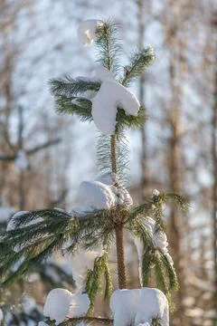 Golden backlight highlights slender tree. Snowcovered pine reaching towards lumi Stock Photos