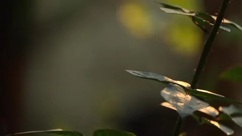Golden Backlight on Rose Leaves with Soft Minimal Background Stock Footage 325716098
