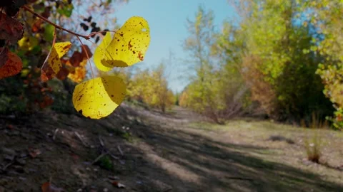 Golden Backlit Fall Leaves Rustling on a Sunny River Levee Path Stock Footage 320322674